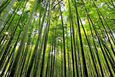 Proyecto de Ley – Fomento de cultivo e industrialización de Bambú