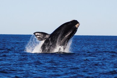 ECOMEDIOS 27/10/2016 Un santuario para nuestras ballenas y delfines